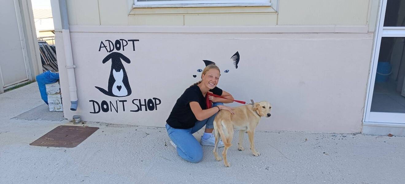 Volunteer im Hunde Projekt auf Kreta 