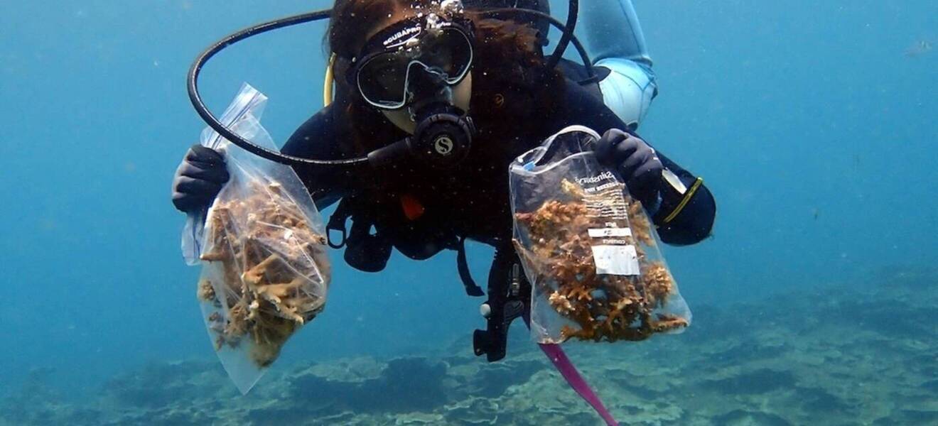 Volunteer im Tauchprojekt 
