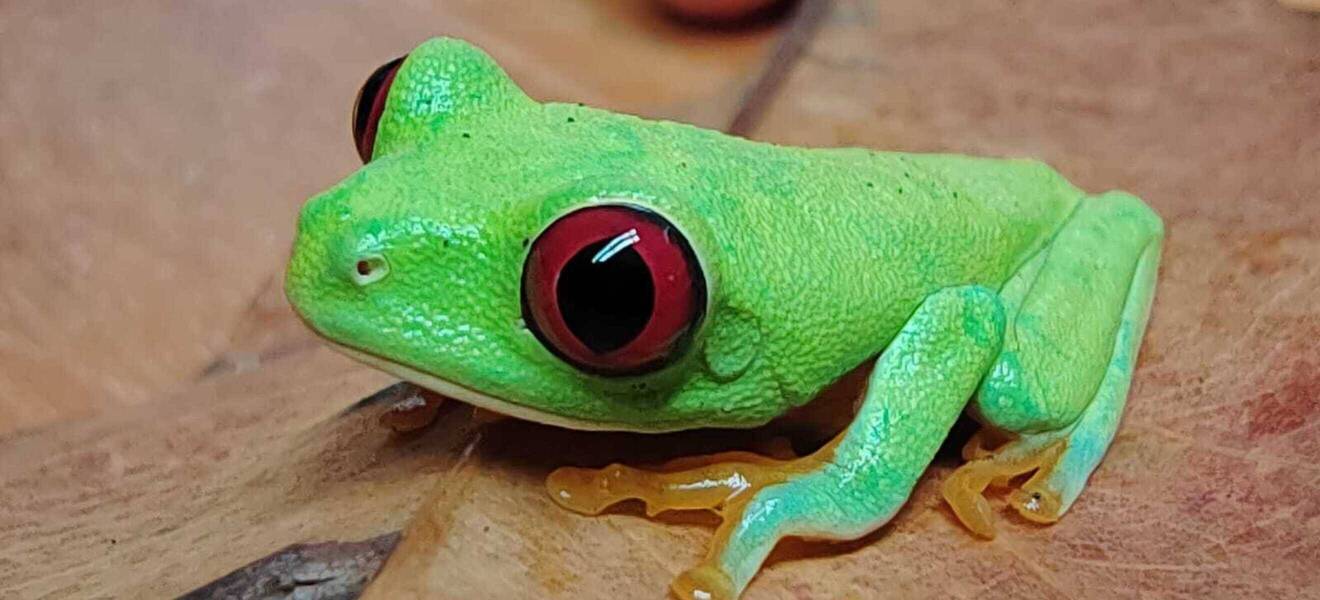 Maras Freiwilligenarbeit in Costa Rica