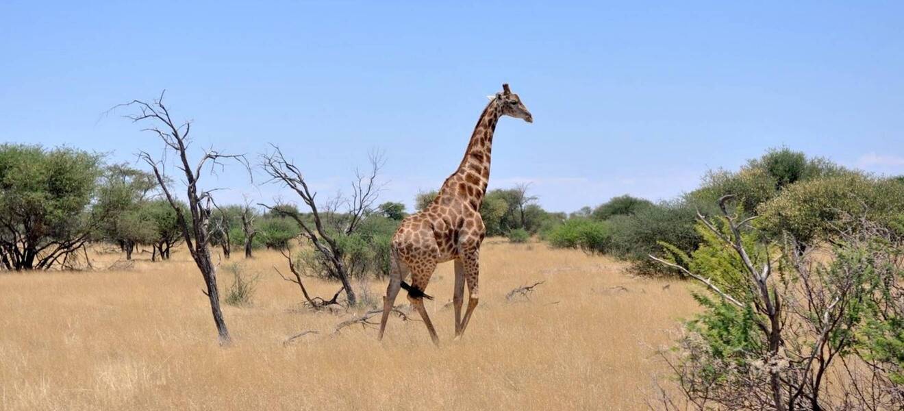Freiwilligenarbeit in Namibia