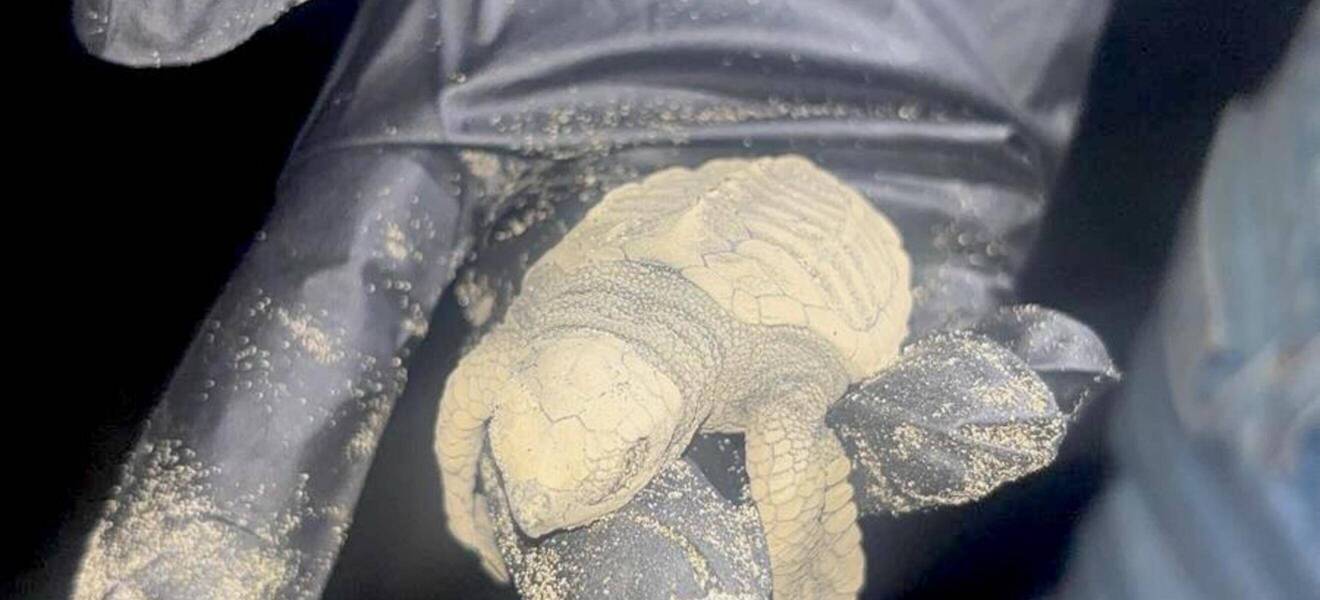 Bei der Arbeit im Naturreservat am Pazifik