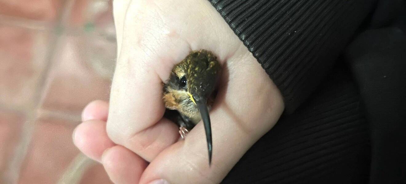 Tier im Naturreservat