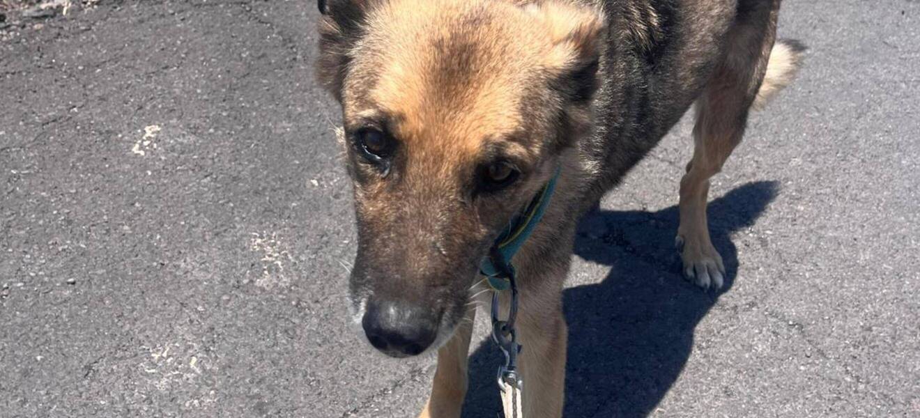 Hund beim Tierschutzprojekt auf Teneriffa