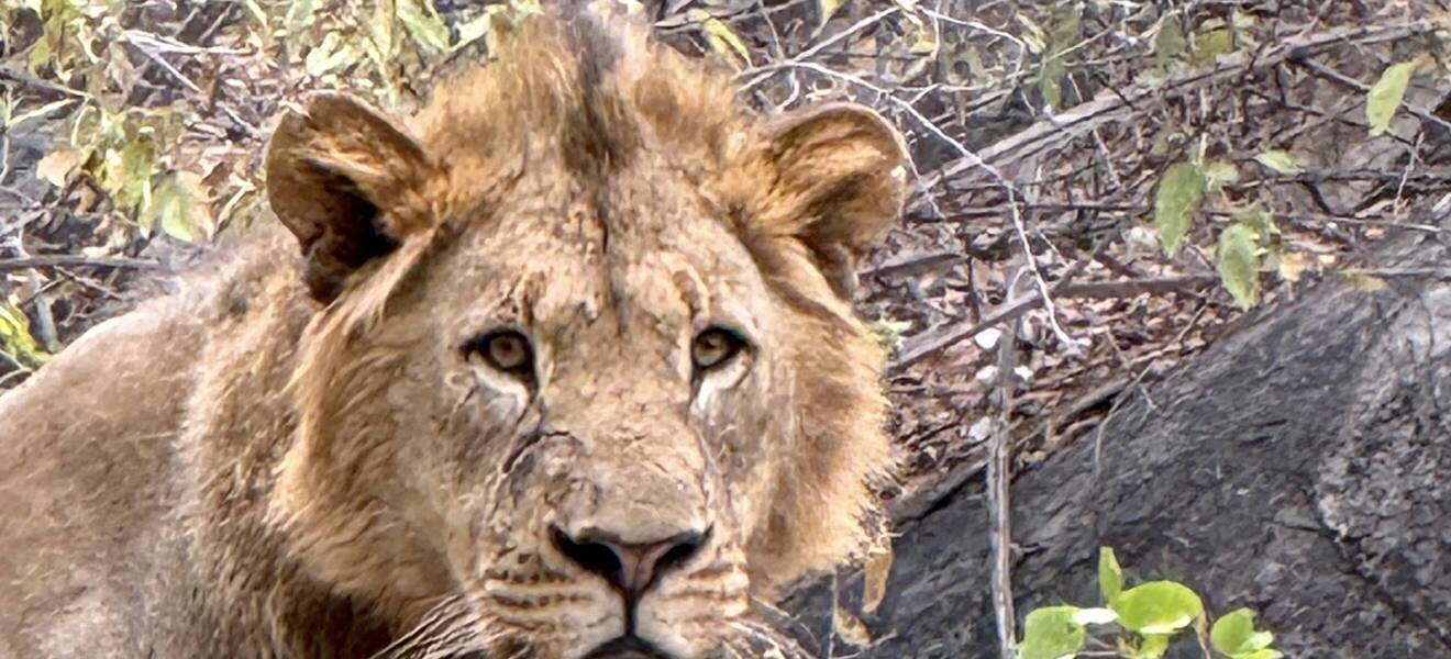 Löwe beim Wildlife-Projekt
