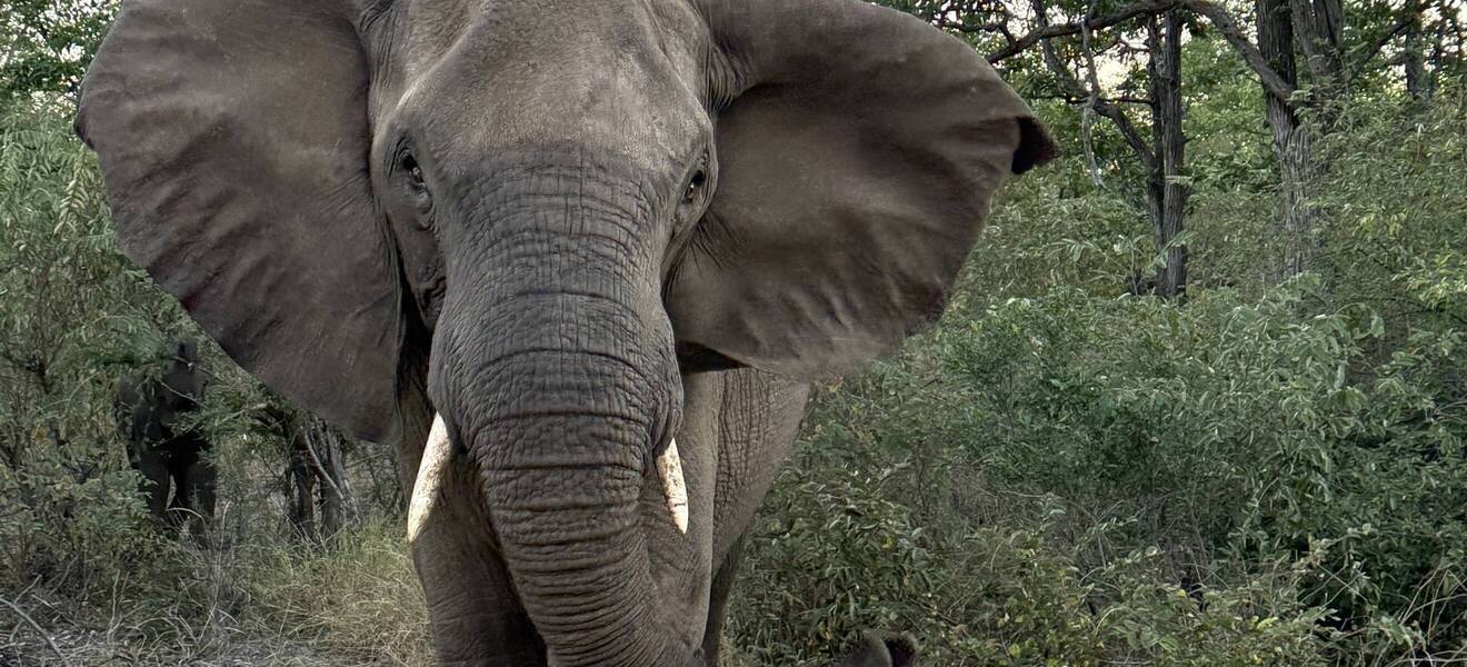 Elefant beim Wildlife-Volunteering