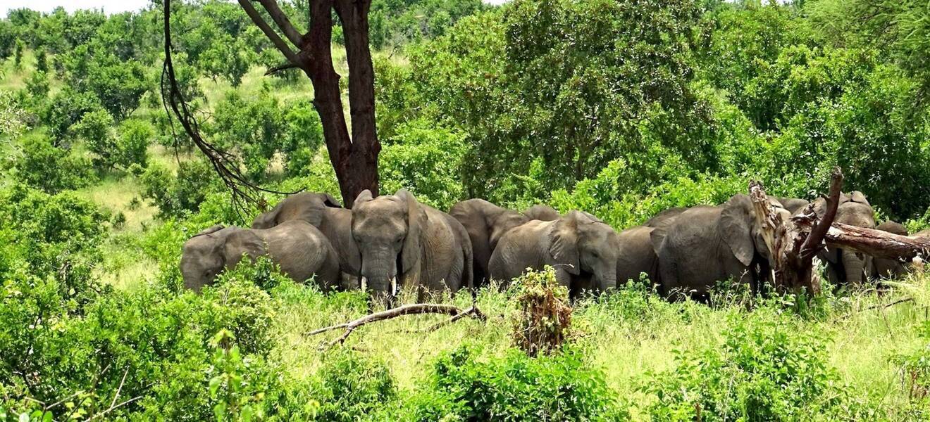 Elefanten im Nationalpark, Tansania