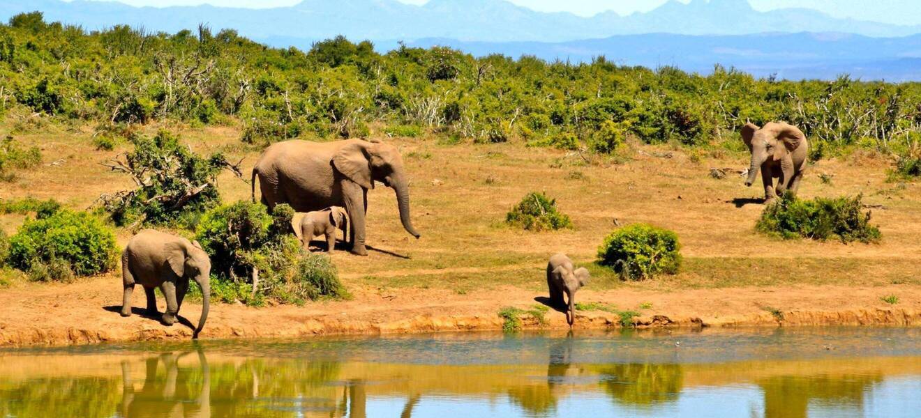 Wildtiere bei einer Safari im Nationalpark beobachten