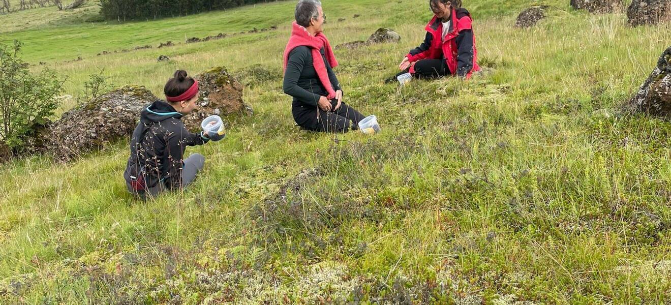 Volunteer auf einer Wiese in Island