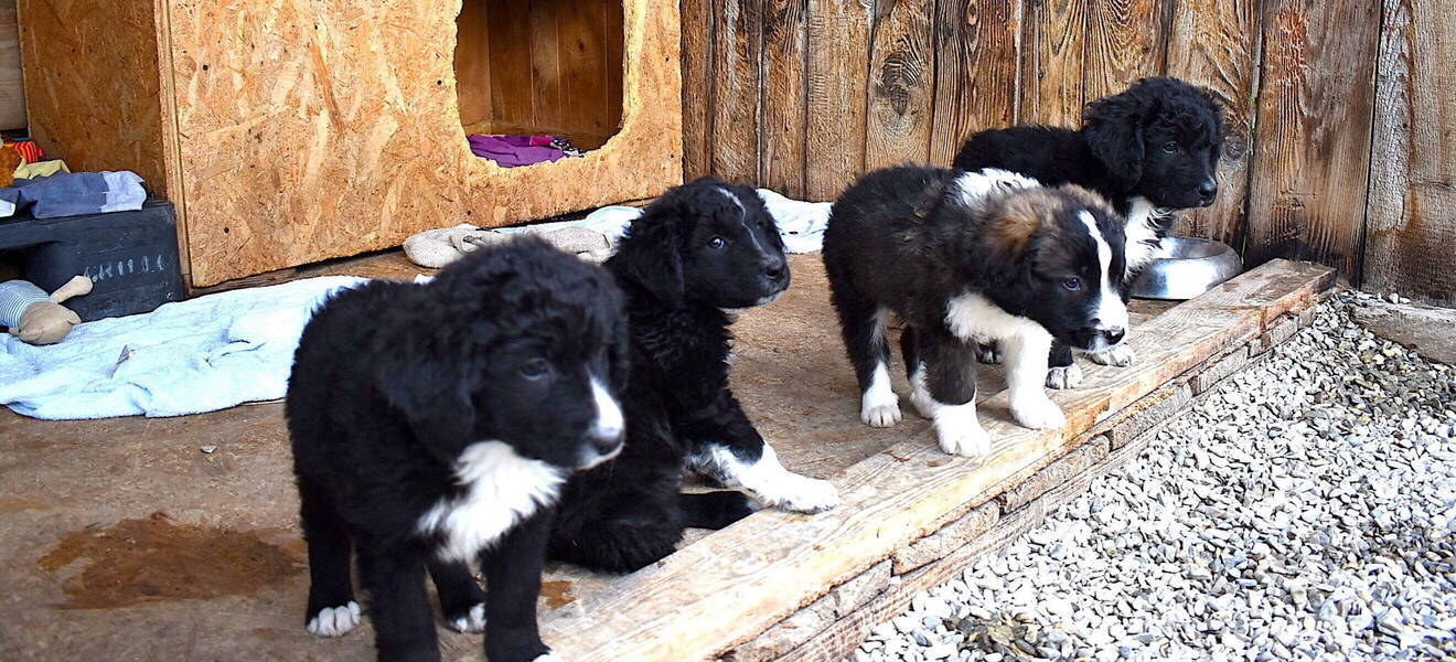 Welpen im Hundeprojekt in Rumänien