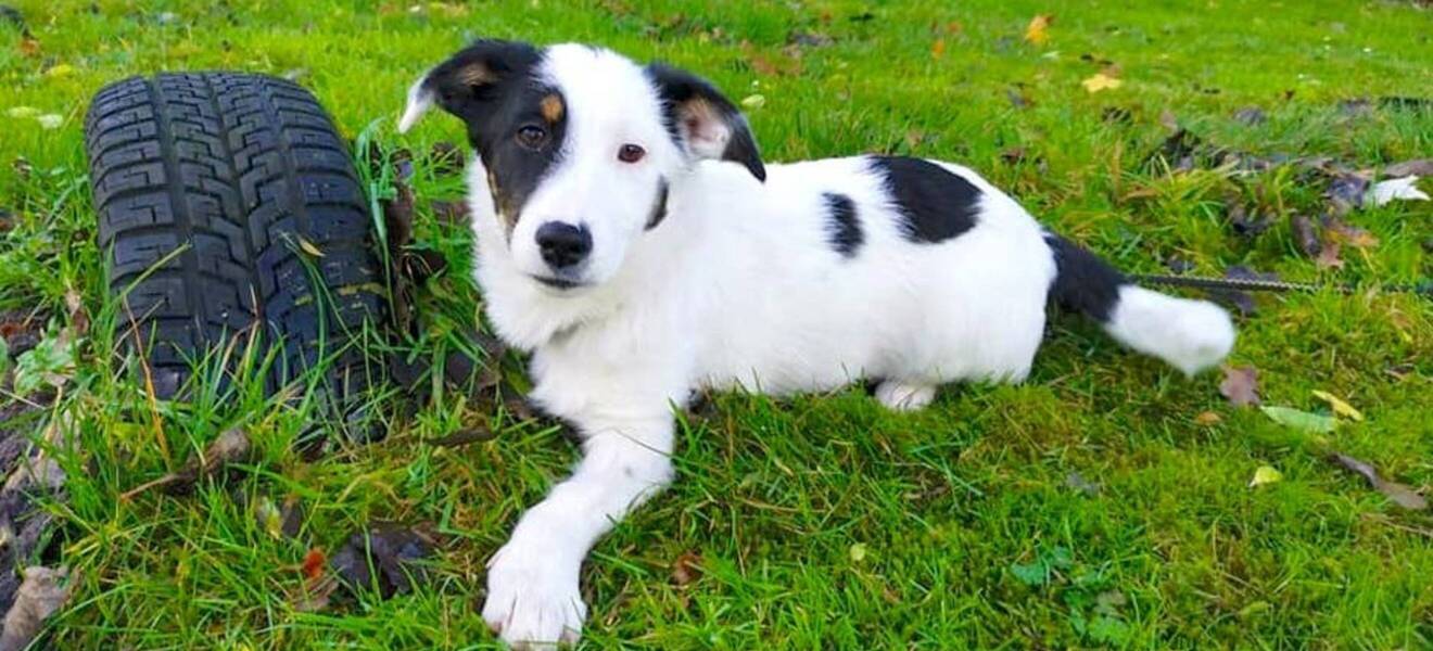 Hundeprojekt in Rumänien