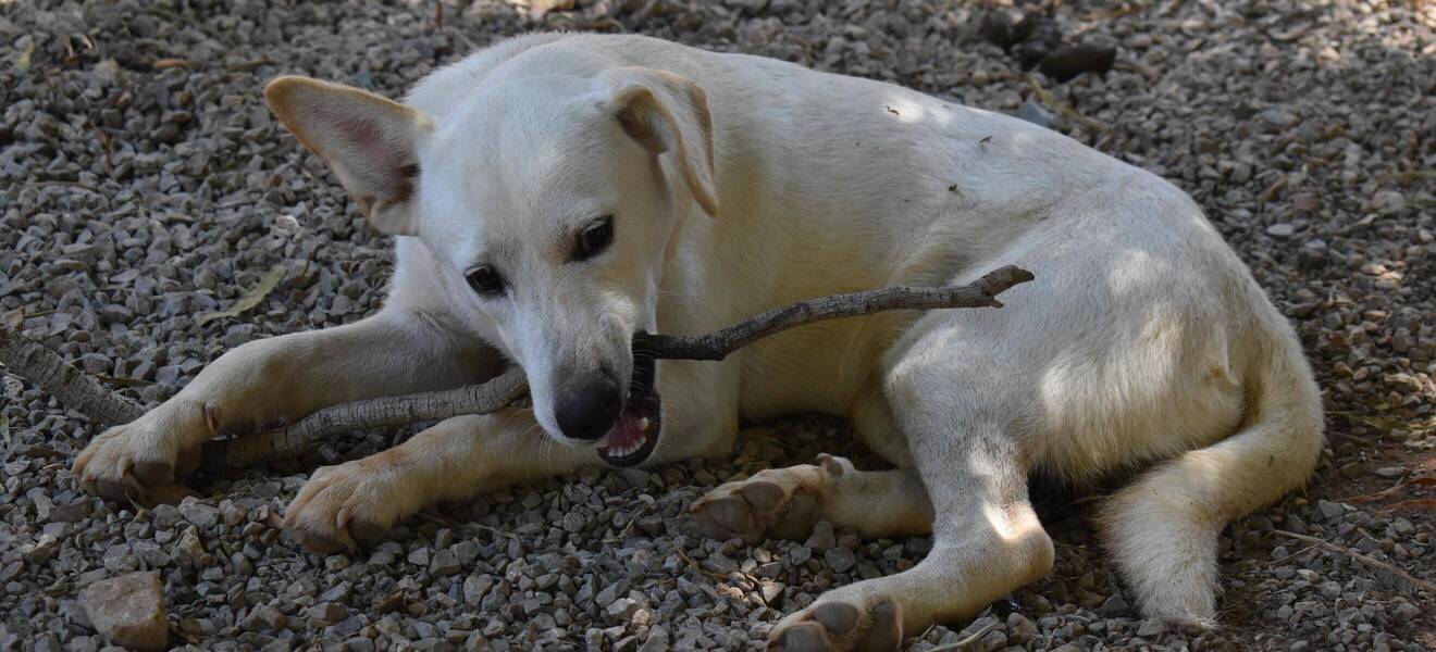 Hund im Shelter auf Kreta