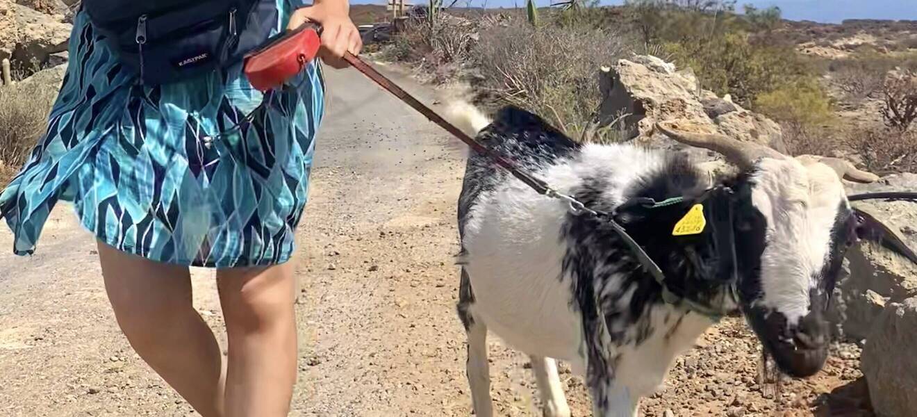 Spaziergang mit Ziege