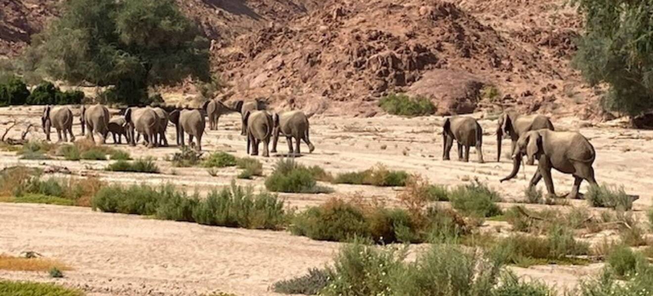 Elefantenherde in Namibia