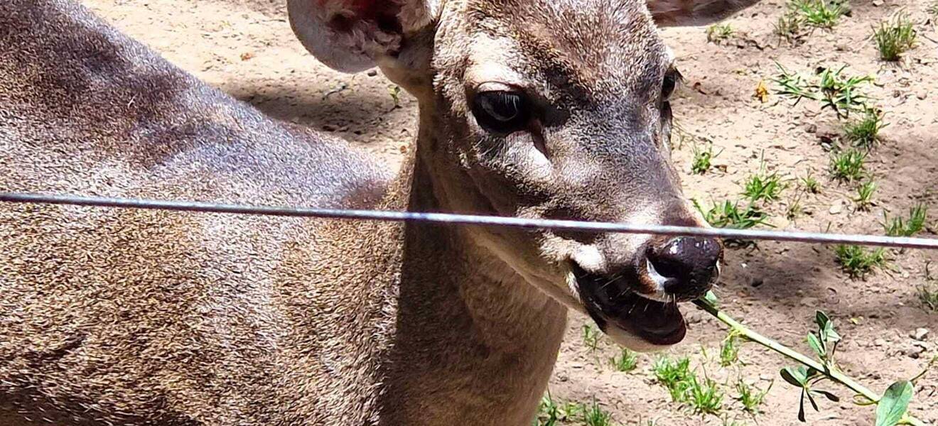 Zoo von Quito, Ecuador