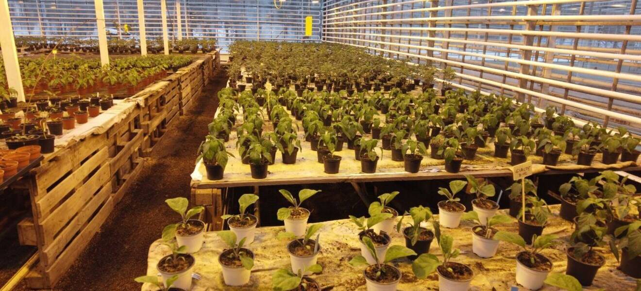 Eco Village in Island