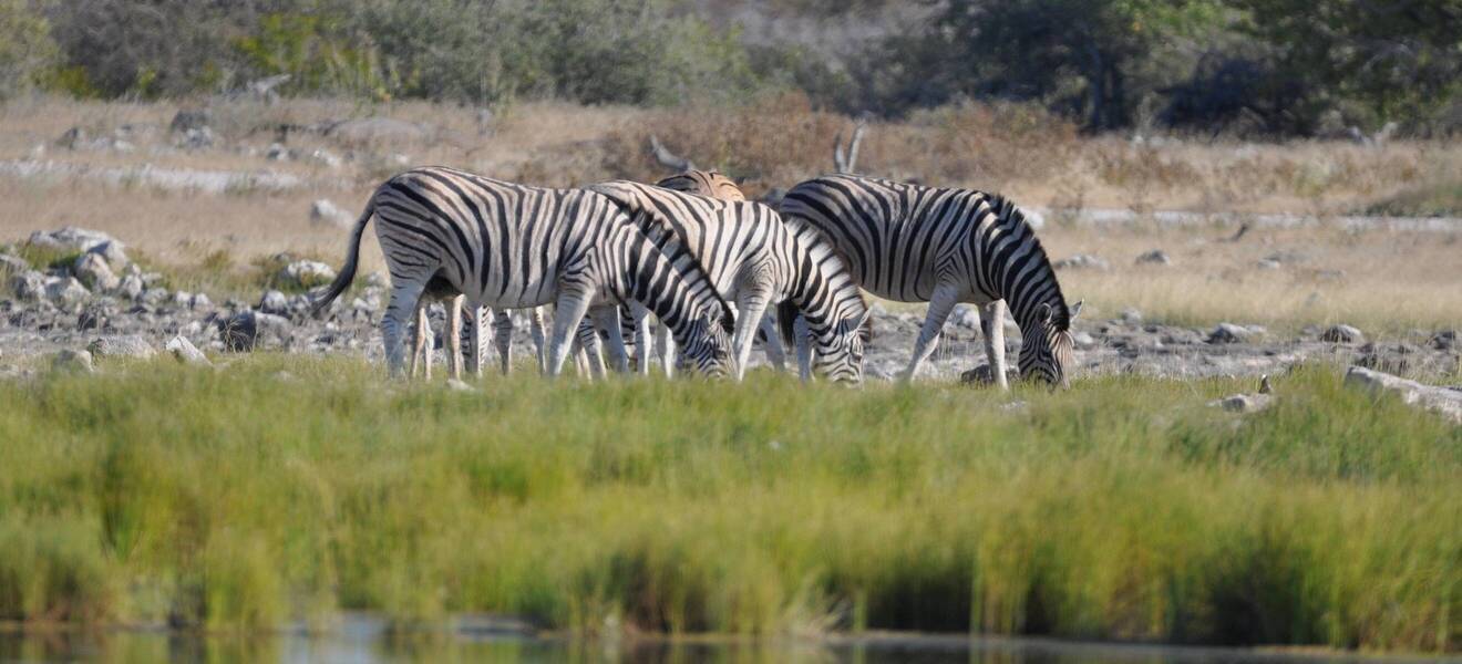 Wildtiere im Tierschutzprojekt in Namibia