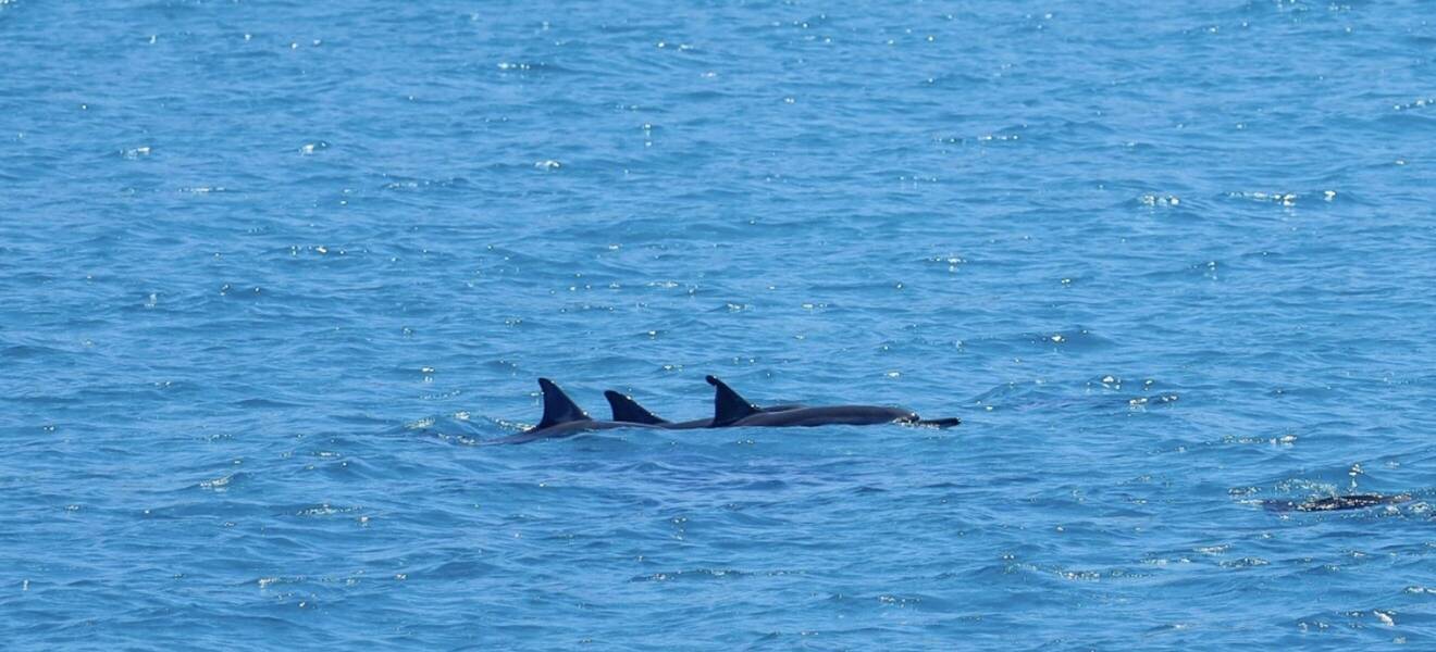 Hawaii Delfine