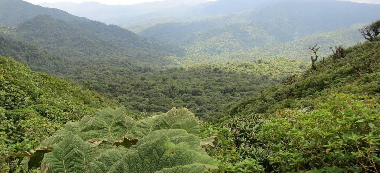 Bens Zeit im Naturreservat in Costa Rica