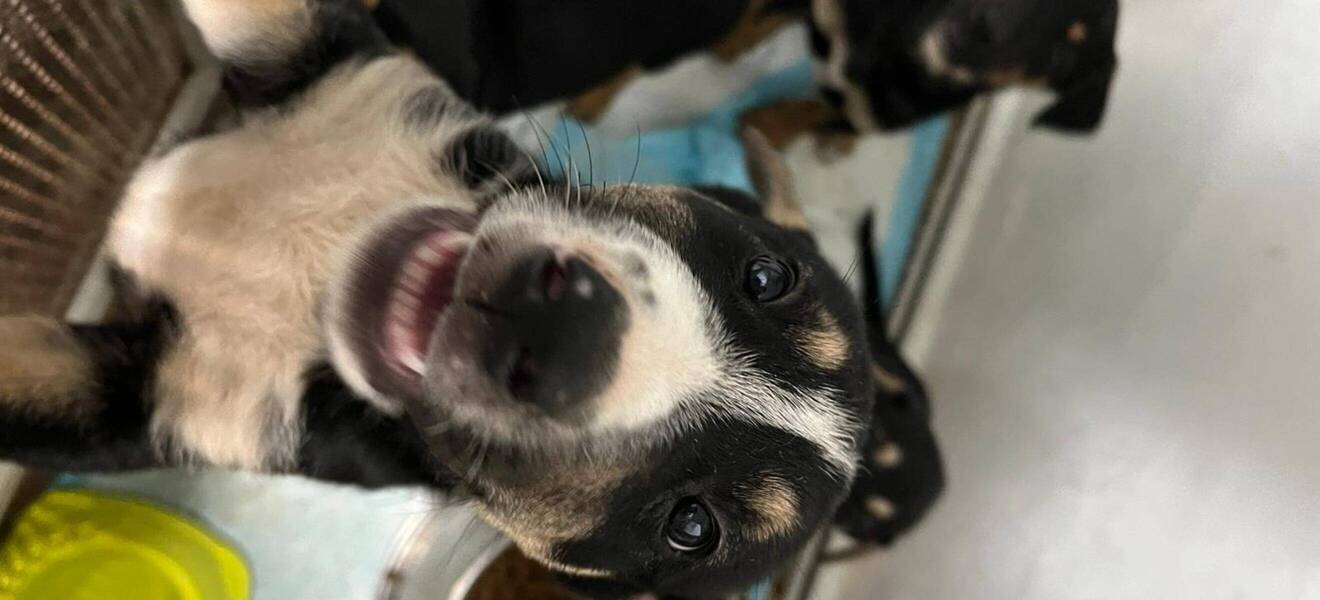 Hunde im Projekt auf Kreta