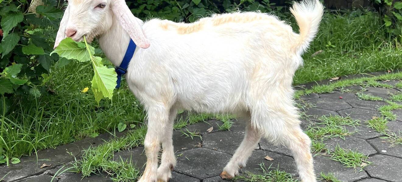 Vanessas Zeit beim Wildlife-Projekt auf Bali