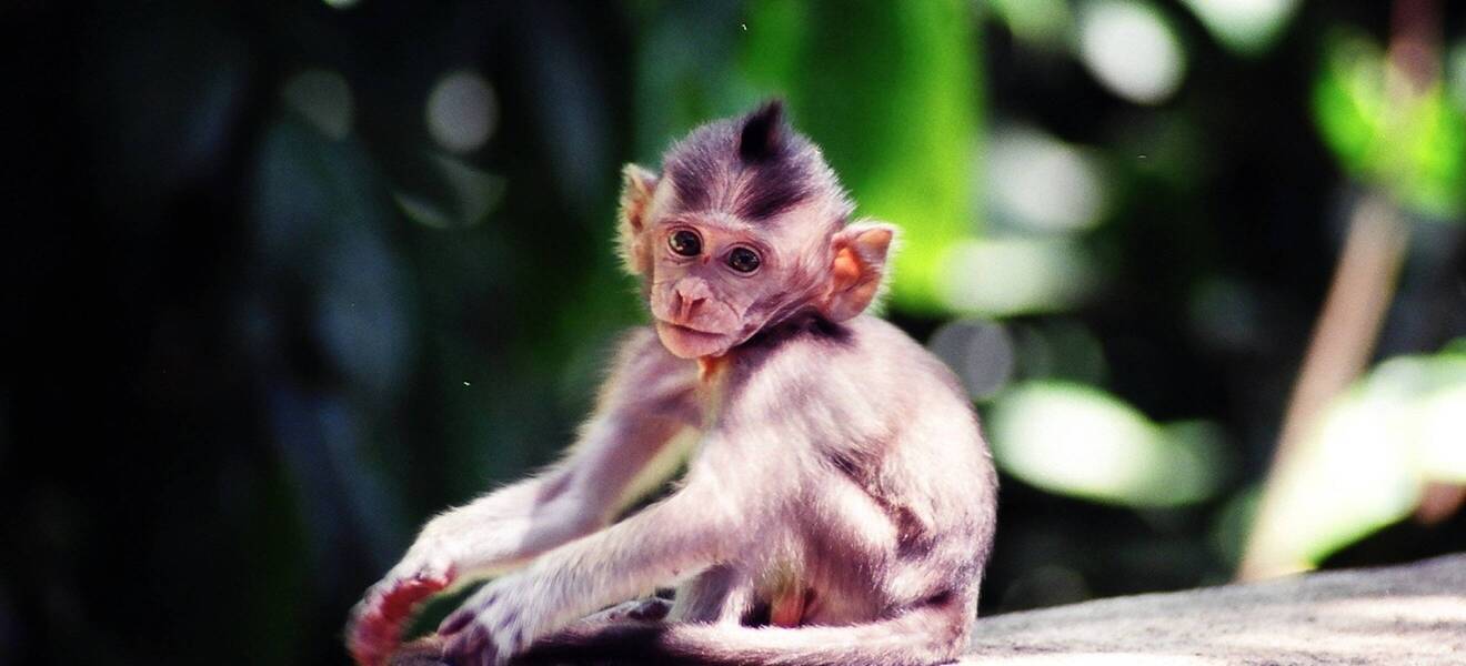 Affe auf Bali, Indonesien