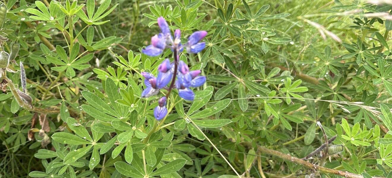 Benedikts Zeit in Schwedisch Lappland
