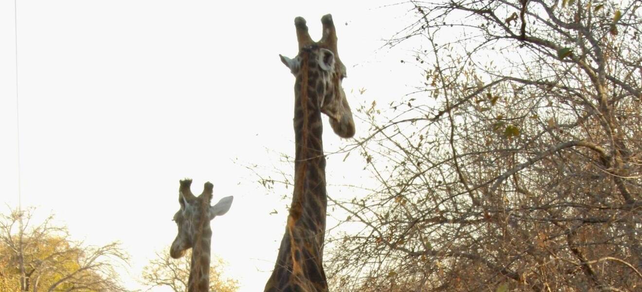 Giraffen im Big Five Projekt