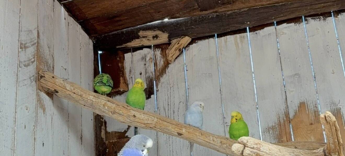 Vögel im Tierschutzprojekt