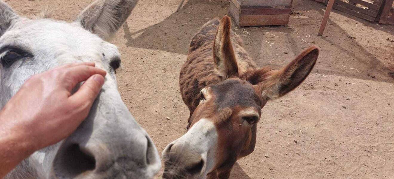 Pferde auf Teneriffa