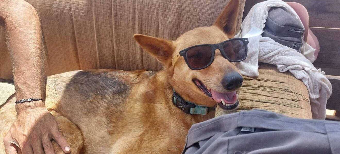 Hund mit Sonnenbrille