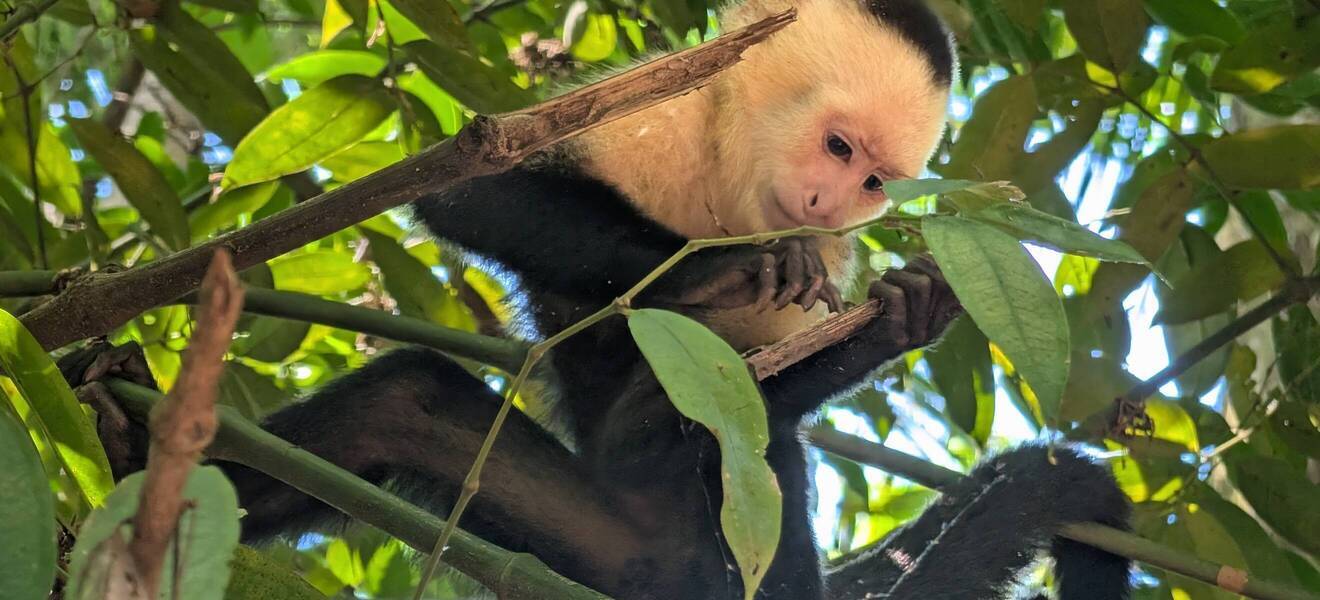 Affe im Naturreservat am Pazifik