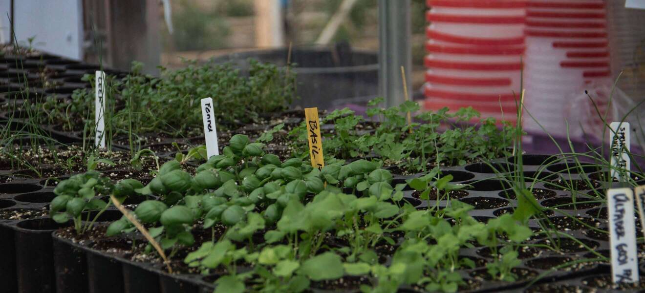 Kräuter anbauen im Eco Village