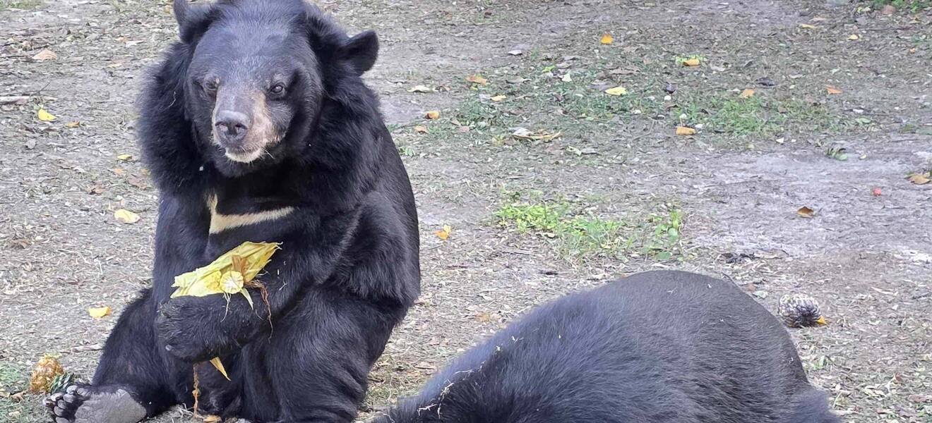 Wildtiere genießen ihr Essen