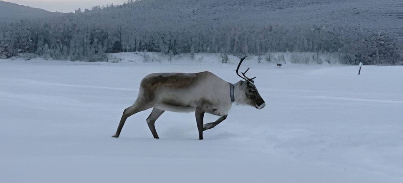 Rentier in Schwedisch Lappland