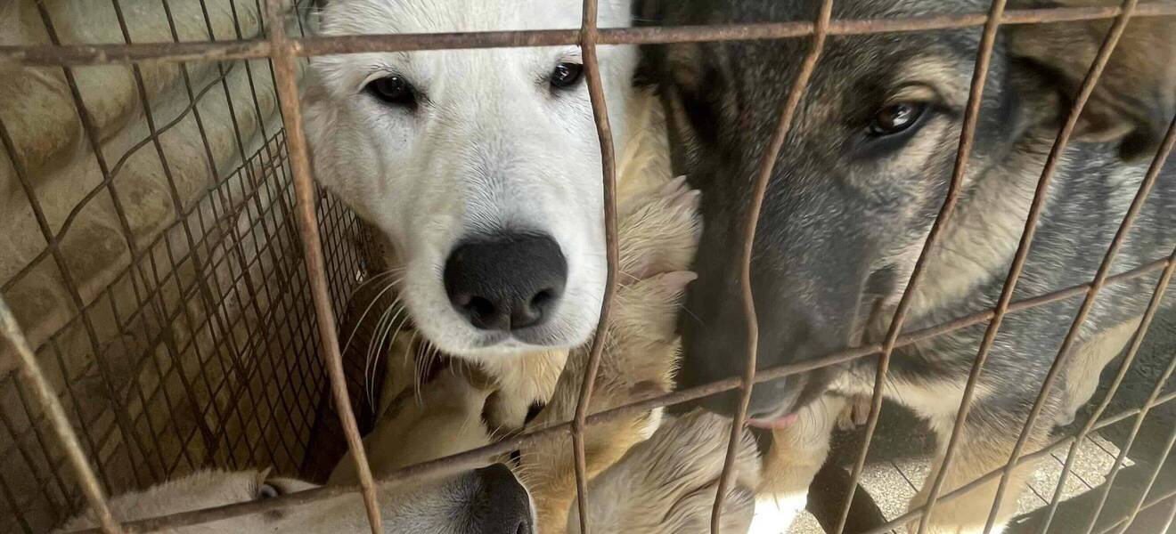 Hunde aus dem Hundeprojekt