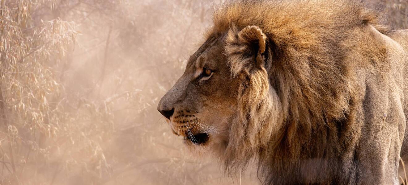 Löwe in freier Wildbahn in Namibia