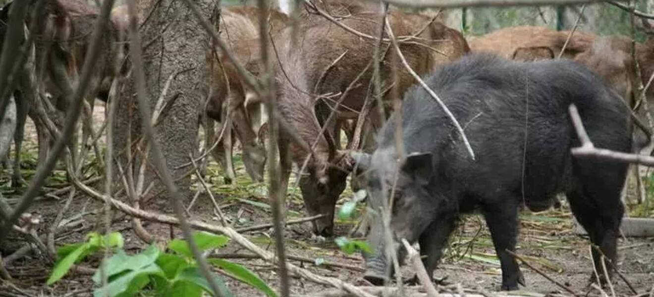 Wildtiere in der Auffangstation