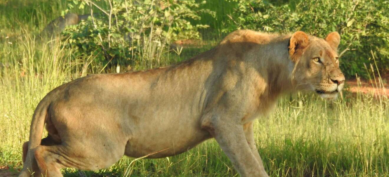 Tier in freier Wildbahn