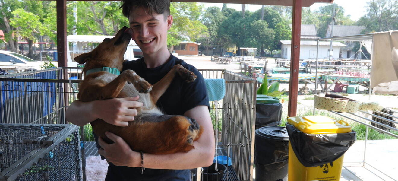 Als Volunteer im Hundeprojekt