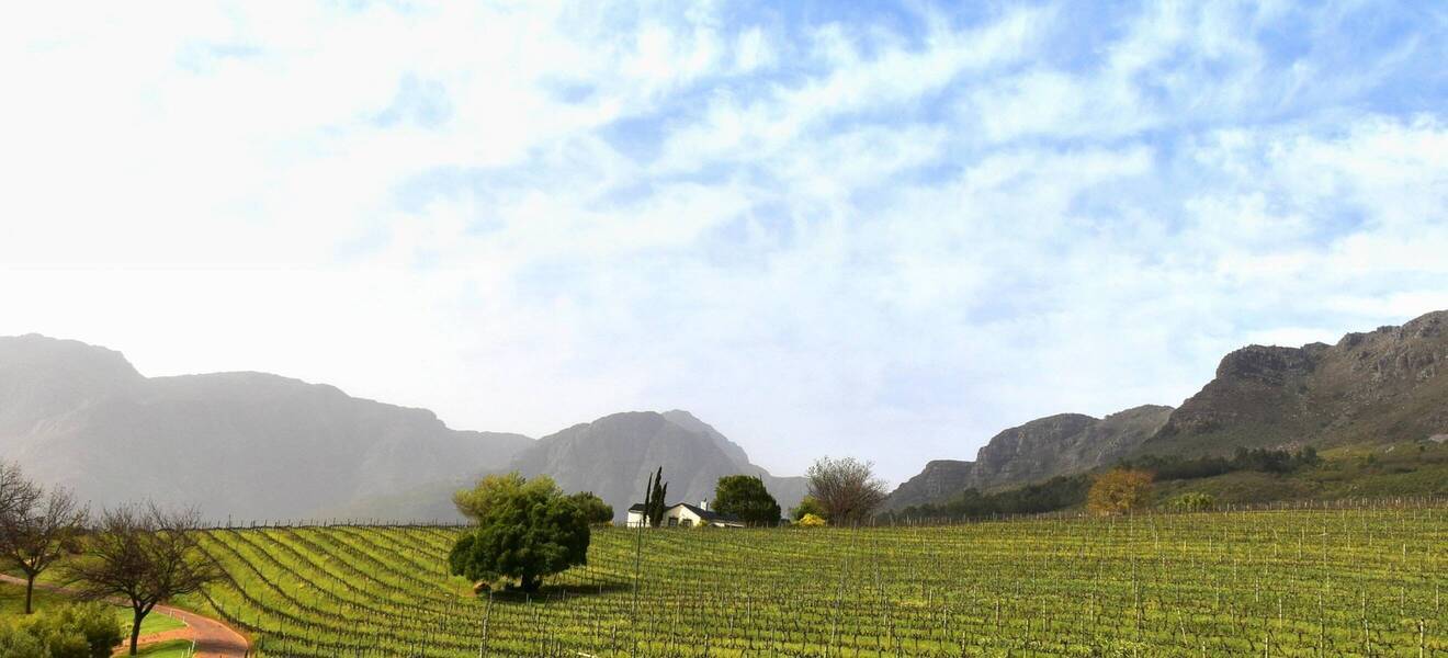 Weinreben in Afrika