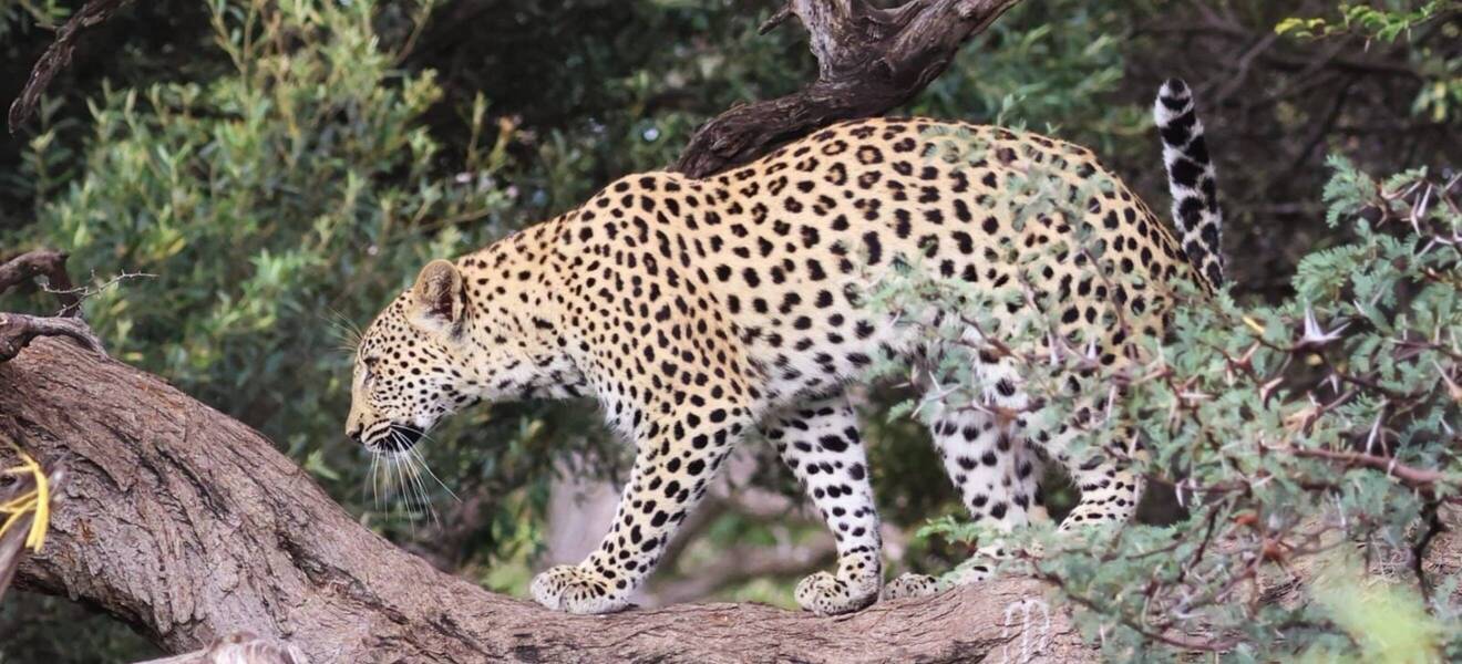 Wildlife in Südafrika