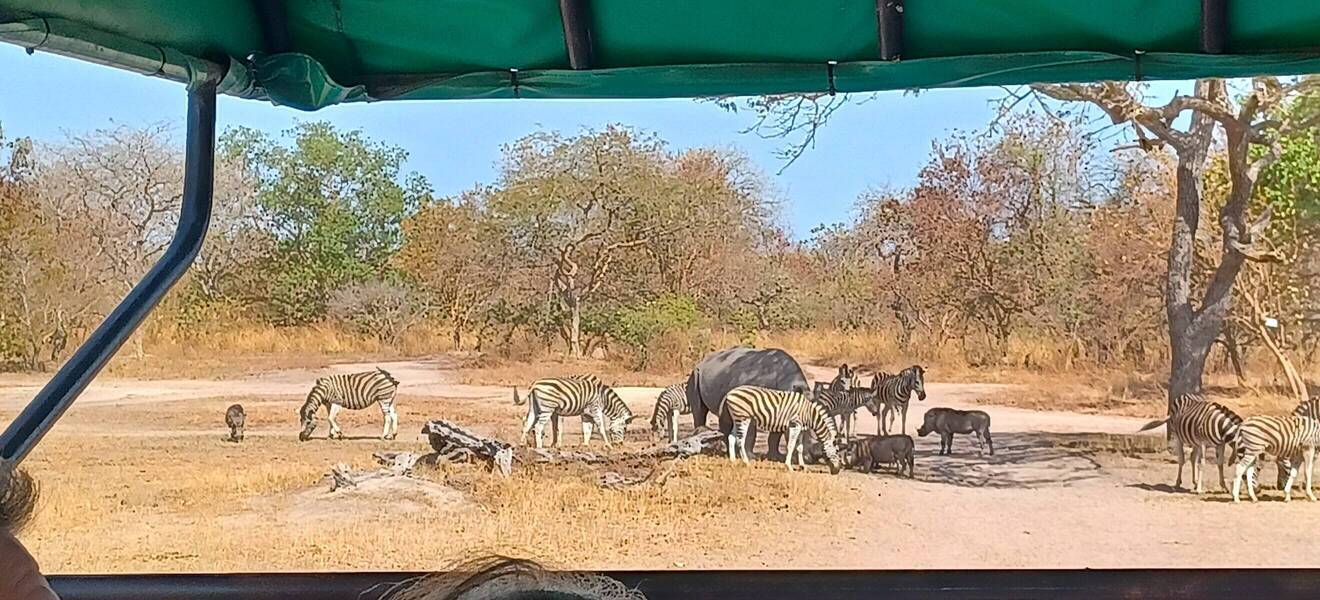 Safari in Senegal
