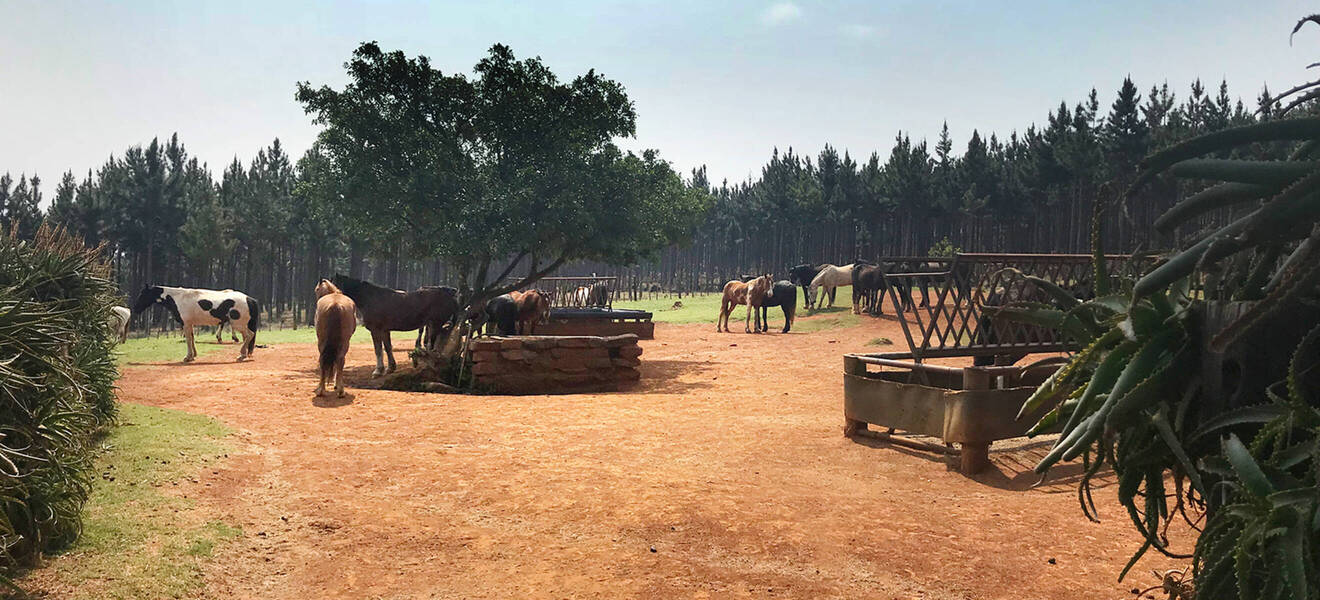 Pferde auf einer Ranch in Südafrika