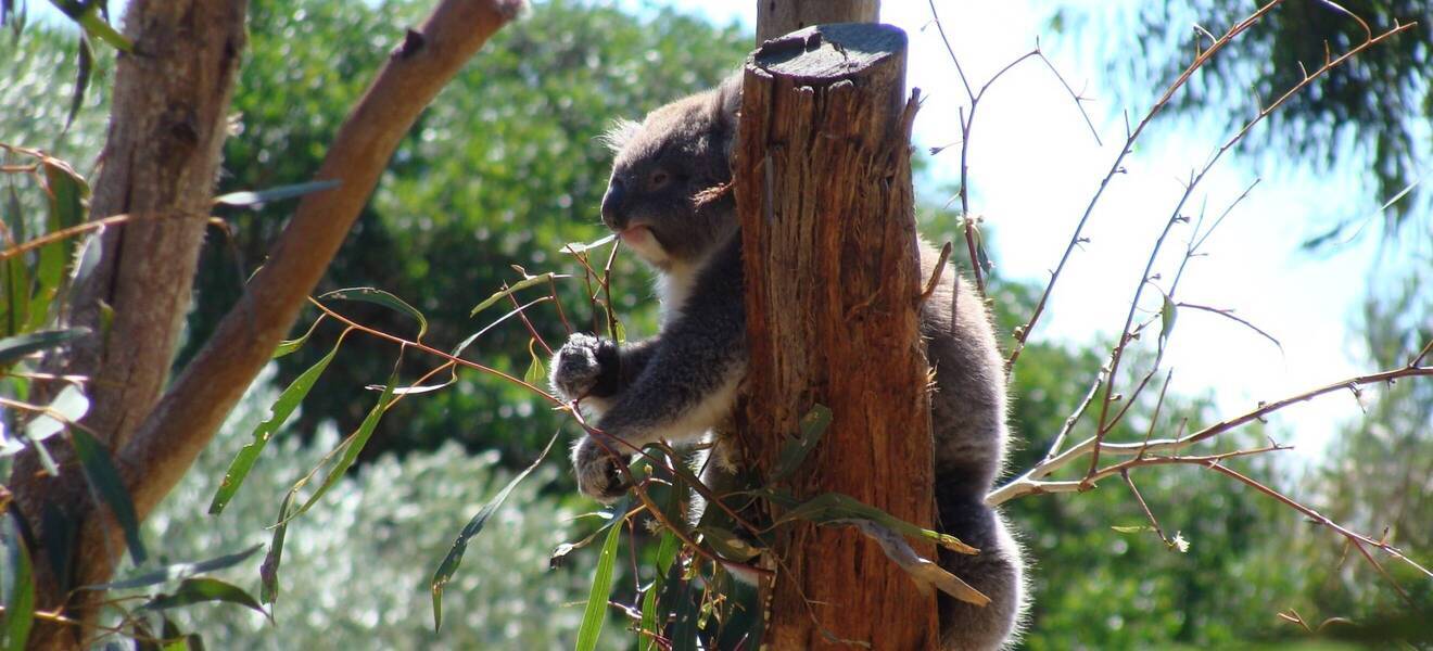 Koala in Australien