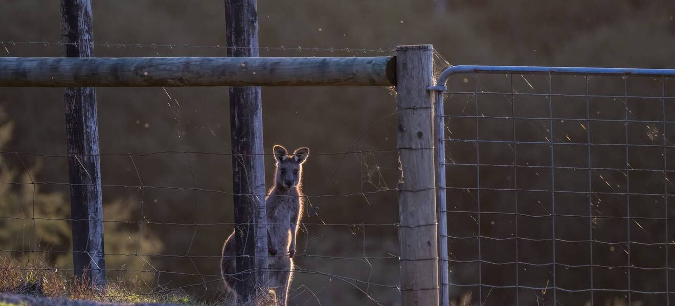 Kangaroo am Gehege, Queensland