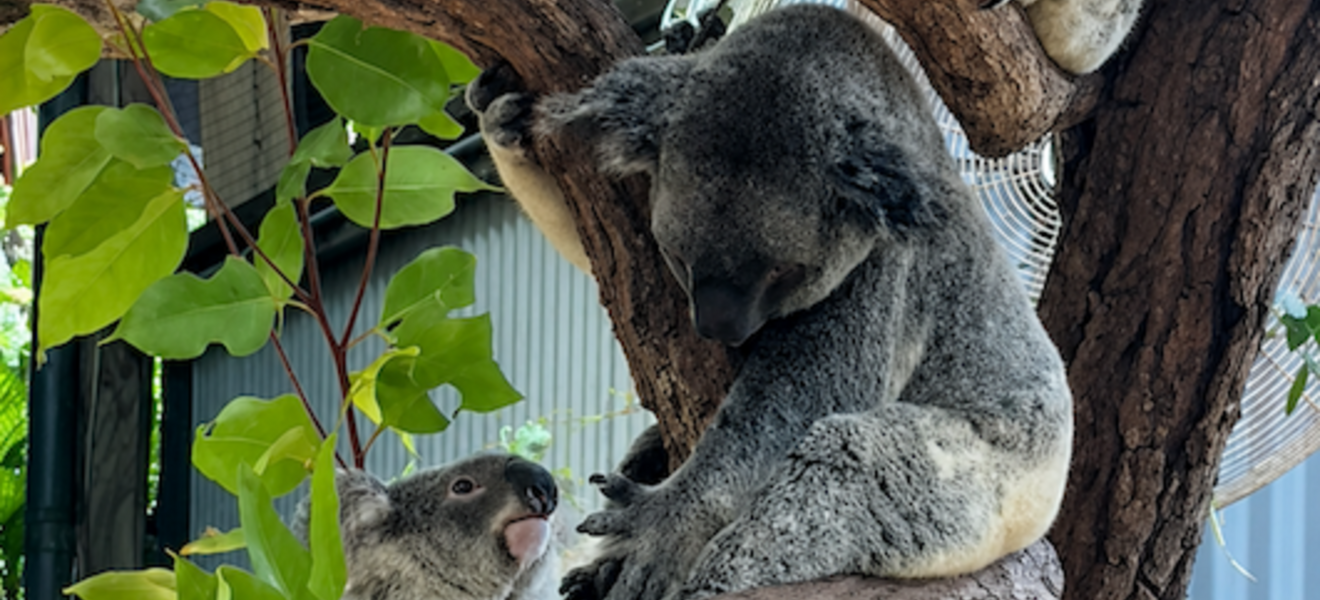 Koalas in Australien