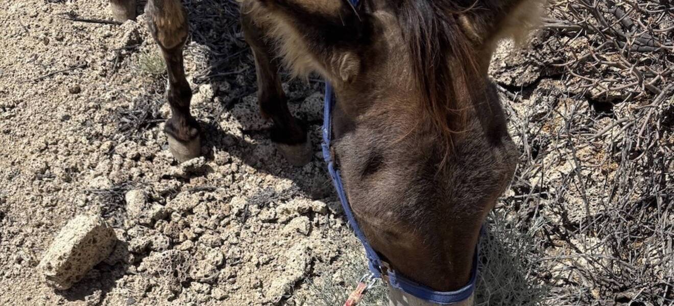 Tierschutzprojekt Teneriffa