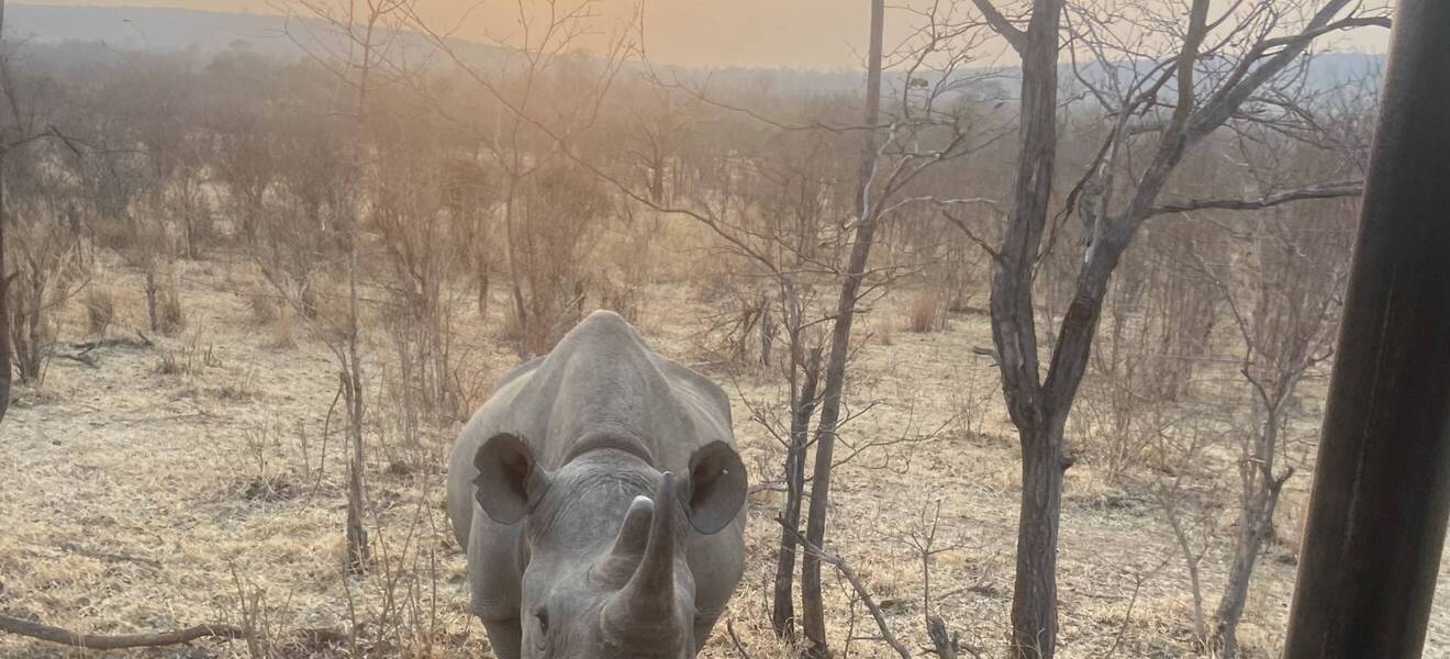 Nashorn in Simbabwe
