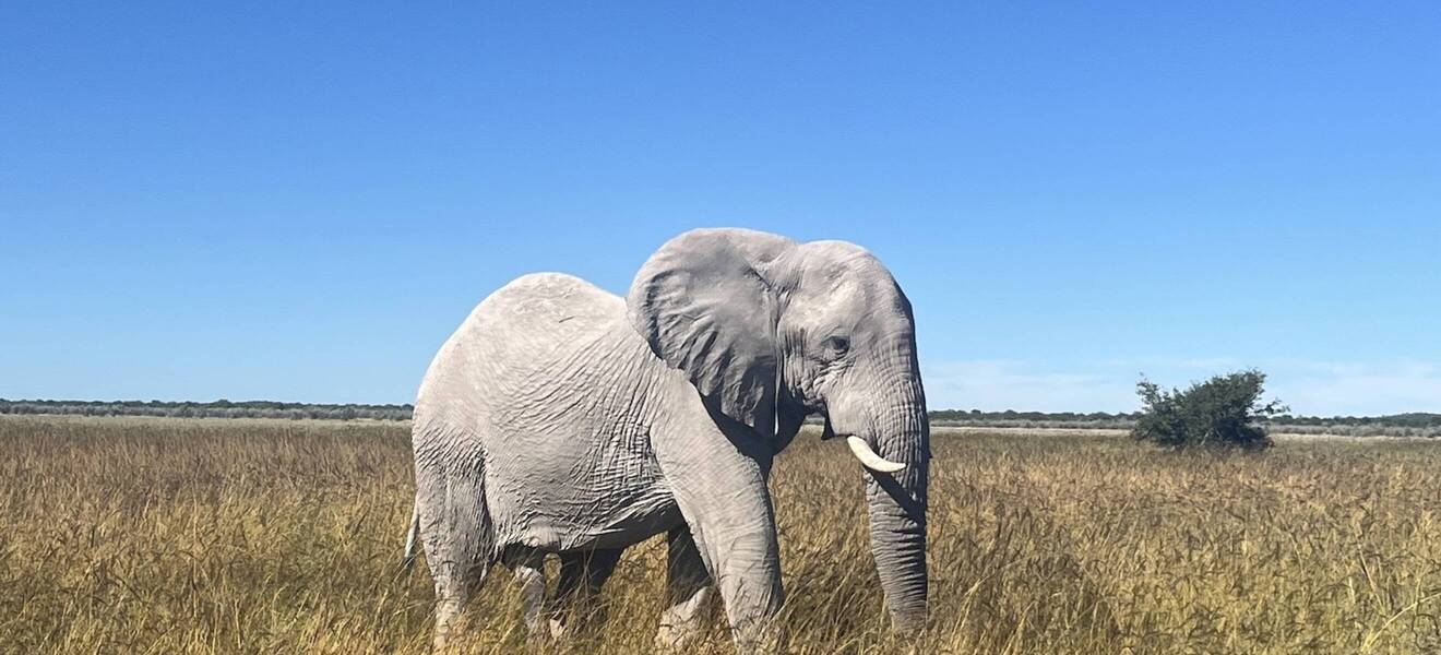 Elefant in Namibia
