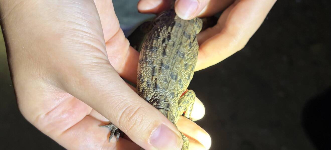 Babykrokodil in Costa Rica
